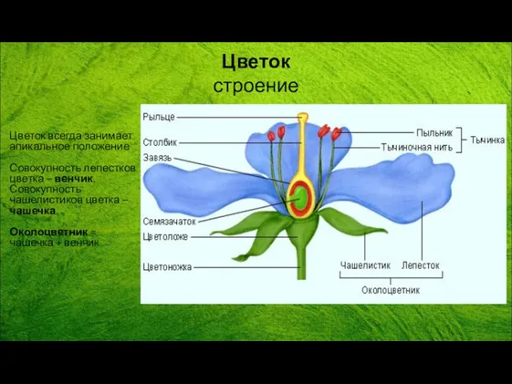 Цветок строение Цветок всегда занимает апикальное положение Совокупность лепестков цветка