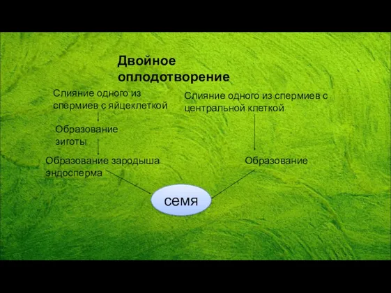 Слияние одного из спермиев с яйцеклеткой Образование зиготы Образование зародыша