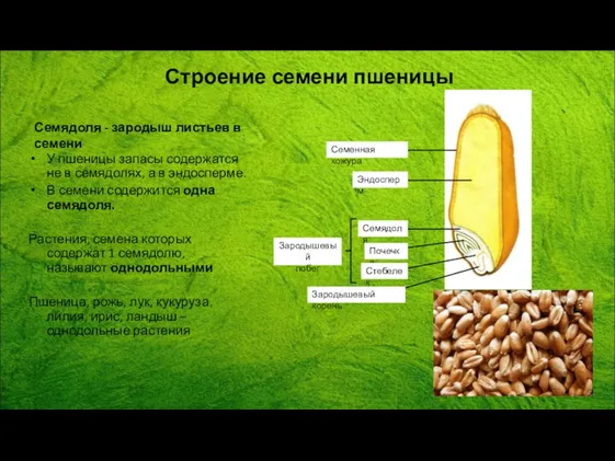 У пшеницы запасы содержатся не в семядолях, а в эндосперме.