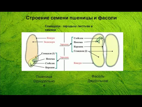 Строение семени пшеницы и фасоли Пшеница Однодольное Фасоль Двудольное Семядоля - зародыш листьев в семени