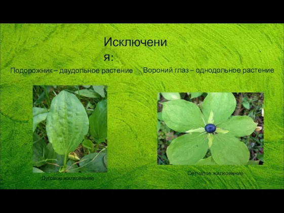 Подорожник – двудольное растение Дуговое жилкование Вороний глаз – однодольное растение Сетчатое жилкование Исключения: