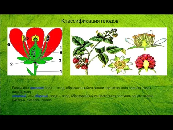Различают простой плод — плод, образованный из завязи единственного пестика