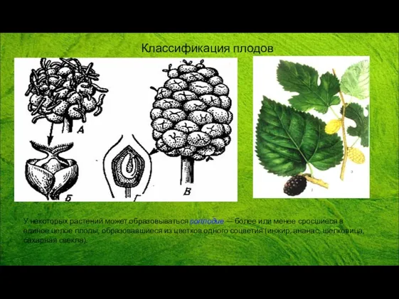 У некоторых растений может образовываться соплодие — более или менее