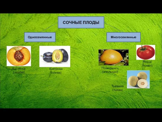 СОЧНЫЕ ПЛОДЫ Односемянные Многосемянные Костянка (персик) Ягода (томат) Померанец (апельсин) Тыквина (тыква) Костянка (слива)