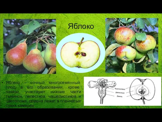 Яблоко Яблоко – сочный многосемянный плод, в его образовании, кроме