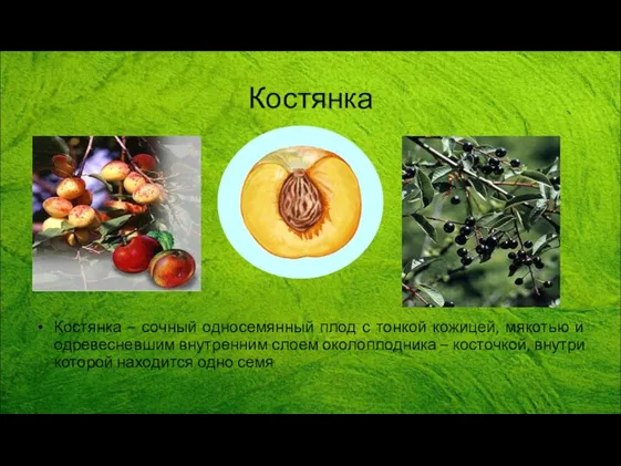 Костянка Костянка – сочный односемянный плод с тонкой кожицей, мякотью