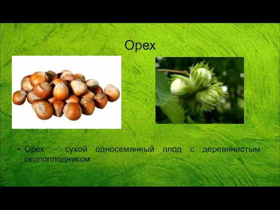 Орех Орех – сухой односемянный плод с деревянистым околоплодником