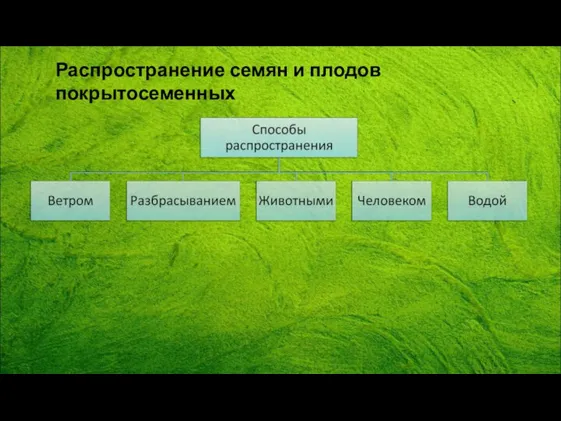 Распространение семян и плодов покрытосеменных