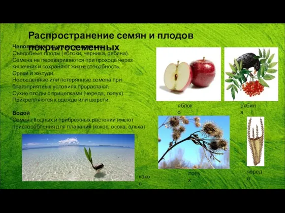 Человеком и другими животными Съедобные плоды (яблоки, черника, рябина). Семена