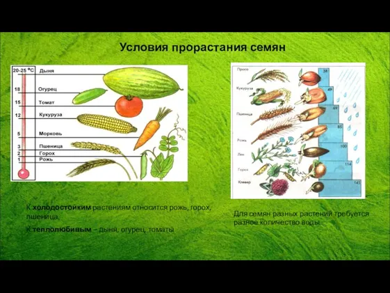 Условия прорастания семян К холодостойким растениям относится рожь, горох, пшеница.