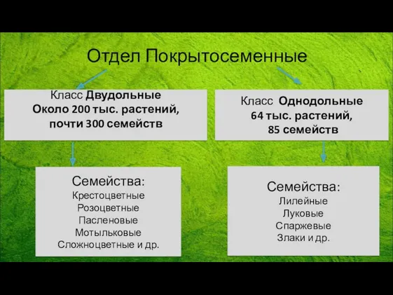 Отдел Покрытосеменные Класс Двудольные Около 200 тыс. растений, почти 300