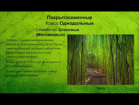 Стебель — одревесневшая соломина, высотой до 40 м, диаметром до