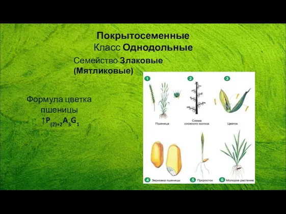 Формула цветка пшеницы ↑P(2)+2A3G1 Покрытосеменные Класс Однодольные Семейство Злаковые (Мятликовые)