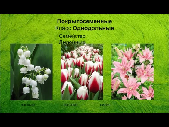 Покрытосеменные Класс Однодольные Семейство Лилейные ландыш тюльпан лилия