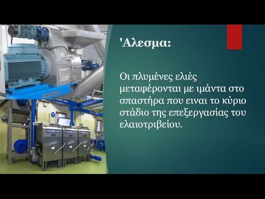 'Αλεσμα: Οι πλυμένες ελιές μεταφέρονται με ιμάντα στο σπαστήρα που