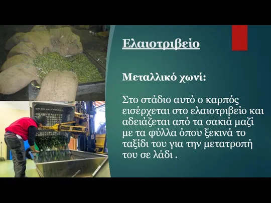 Ελαιοτριβείο Μεταλλικό χωνί: Στο στάδιο αυτό ο καρπός εισέρχεται στο