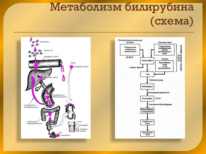 Метаболизм билирубина (схема)