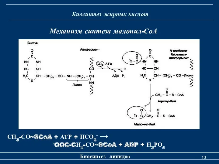 Биосинтез жирных кислот Биосинтез липидов Механизм синтеза малонил-СоА СН3-СО~SCoA +
