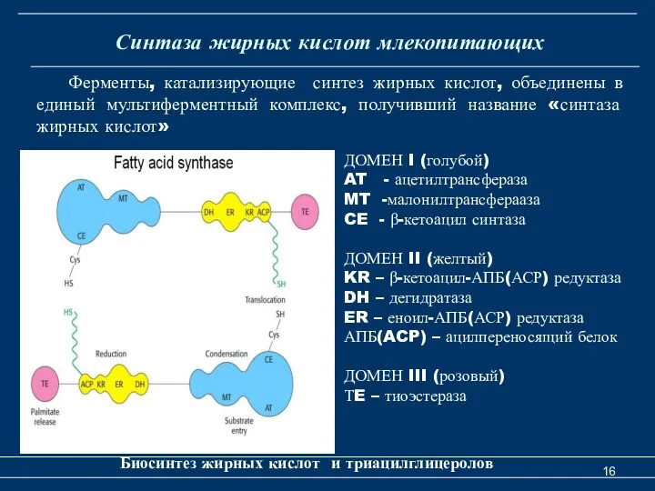 Синтаза жирных кислот млекопитающих Биосинтез жирных кислот и триацилглицеролов ДОМЕН