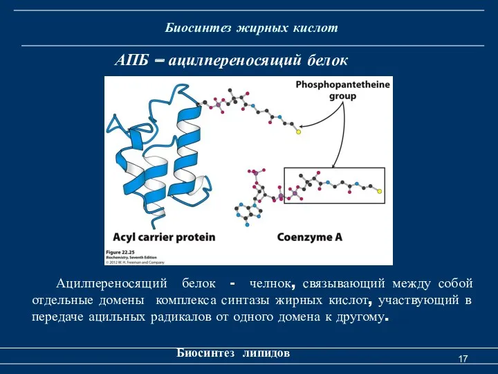 Биосинтез жирных кислот Биосинтез липидов АПБ – ацилпереносящий белок Ацилпереносящий