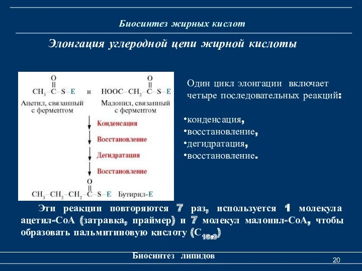 Биосинтез жирных кислот Биосинтез липидов Элонгация углеродной цепи жирной кислоты