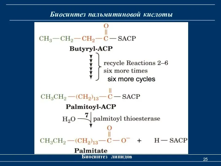 Биосинтез пальмитиновой кислоты Биосинтез липидов