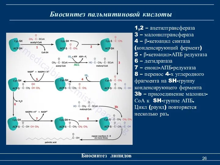 Биосинтез пальмитиновой кислоты Биосинтез липидов 1,2 – ацетилтрансфераза 3 –