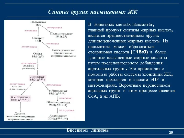 Синтез других насыщенных ЖК Биосинтез липидов В животных клетках пальмитат,