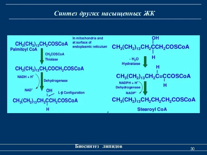 Синтез других насыщенных ЖК Биосинтез липидов