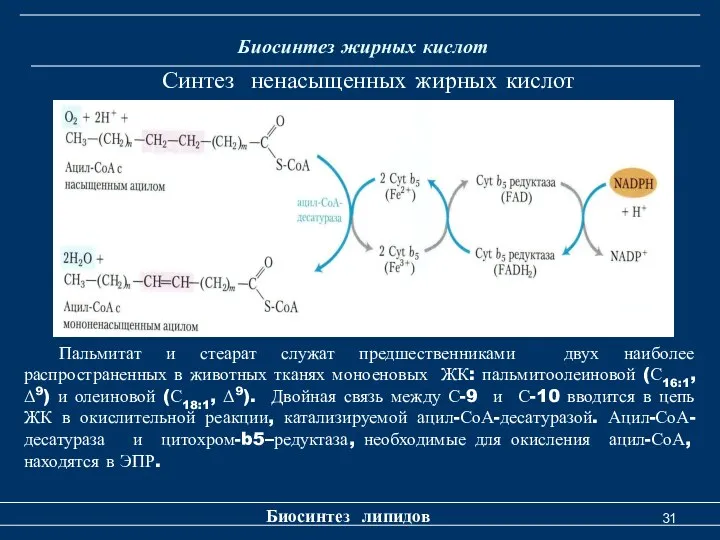 Биосинтез жирных кислот Биосинтез липидов Синтез ненасыщенных жирных кислот Пальмитат