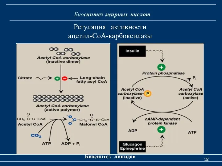 Биосинтез жирных кислот Биосинтез липидов Регуляция активности ацетил-СоА-карбоксилазы