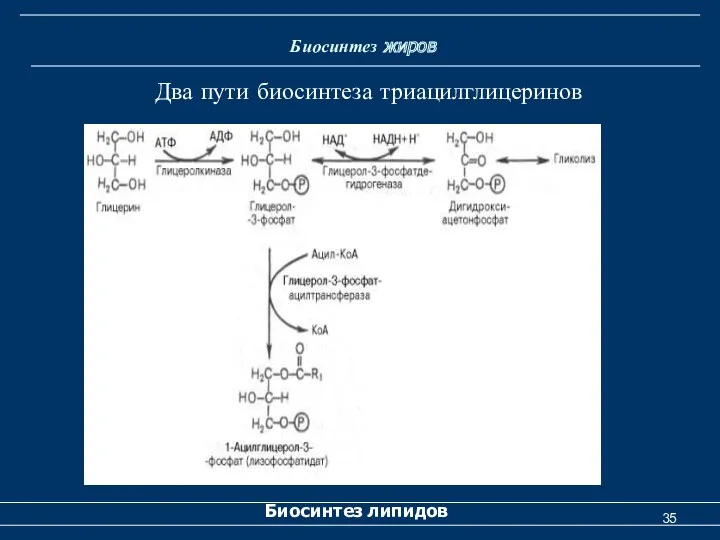 Биосинтез жиров Биосинтез липидов Два пути биосинтеза триацилглицеринов