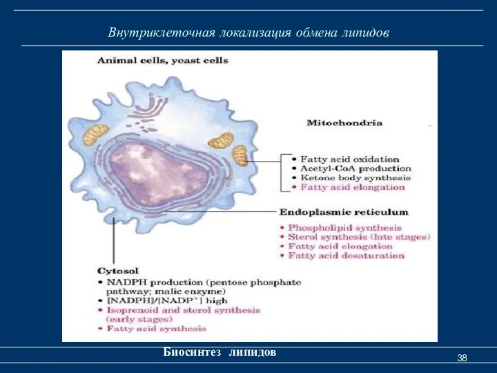 Внутриклеточная локализация обмена липидов Биосинтез липидов
