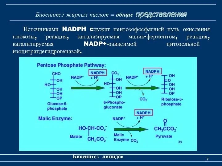 Биосинтез жирных кислот – общие представления Биосинтез липидов Источниками NADPH