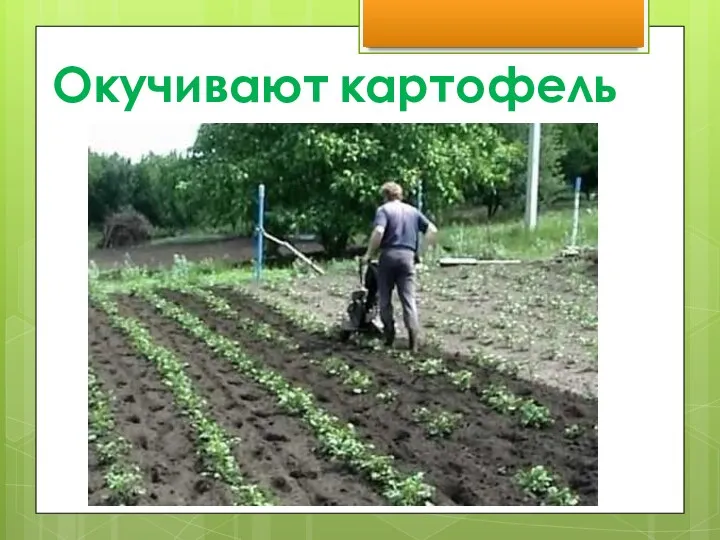 Окучивают картофель