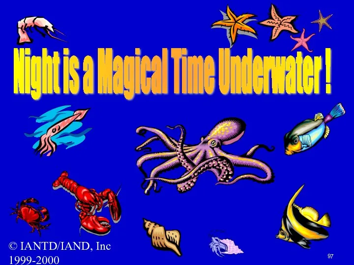 © IANTD/IAND, Inc 1999-2000 Night is a Magical Time Underwater !