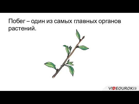 Побег – один из самых главных органов растений.