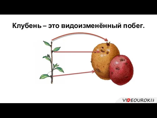 Клубень – это видоизменённый побег.