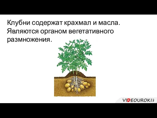 Клубни содержат крахмал и масла. Являются органом вегетативного размножения.