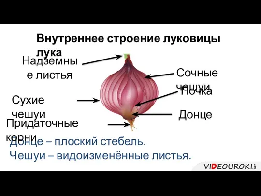 Внутреннее строение луковицы лука Донце Донце – плоский стебель. Сухие