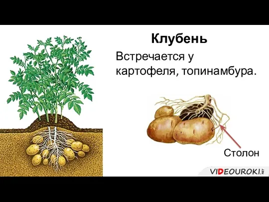 Клубень Встречается у картофеля, топинамбура. Столон