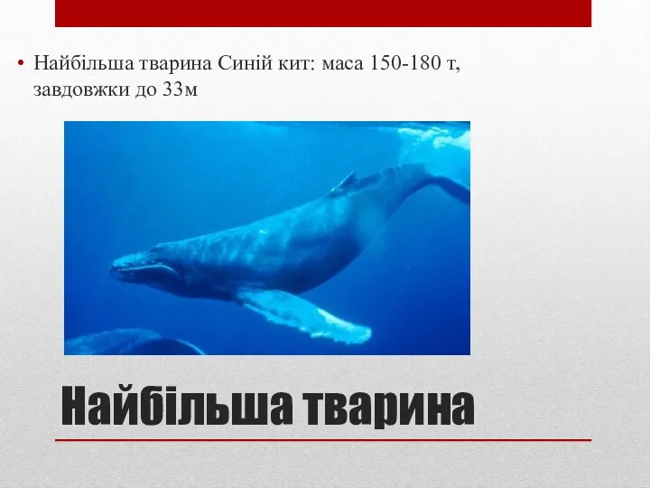 Найбільша тварина Найбільша тварина Синій кит: маса 150-180 т, завдовжки до 33м