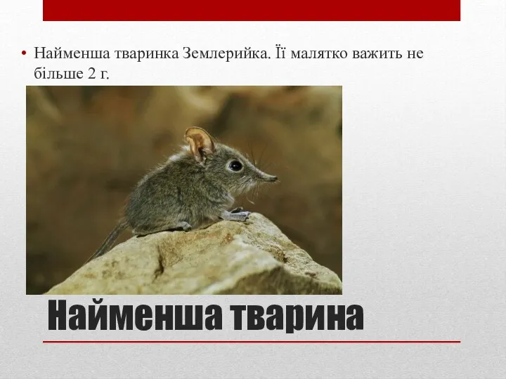 Найменша тварина Найменша тваринка Землерийка. Її малятко важить не більше 2 г.