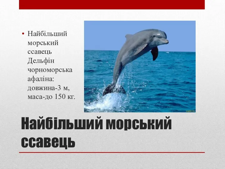 Найбільший морський ссавець Найбільший морський ссавець Дельфін чорноморська афаліна: довжина-3 м, маса-до 150 кг.