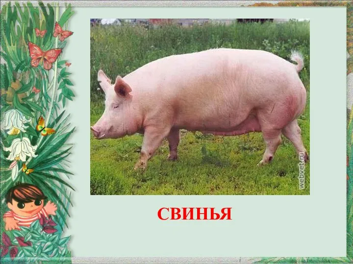 СВИНЬЯ