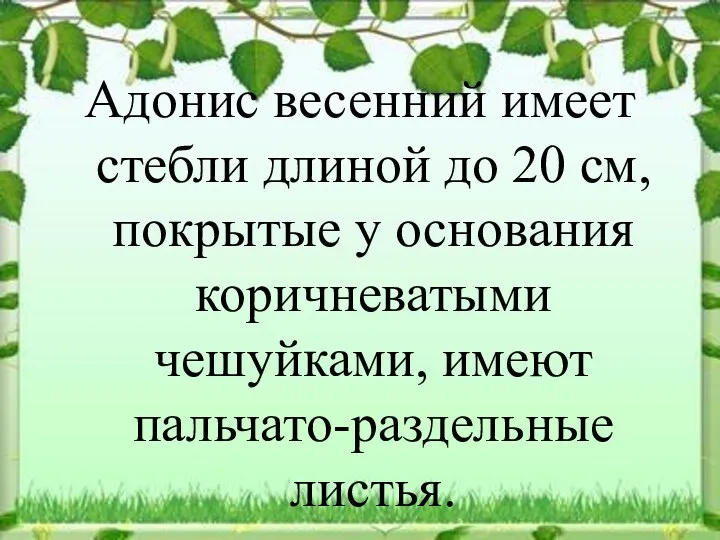 Адонис весенний имеет стебли длиной до 20 см, покрытые у основания коричневатыми чешуйками, имеют пальчато-раздельные листья.