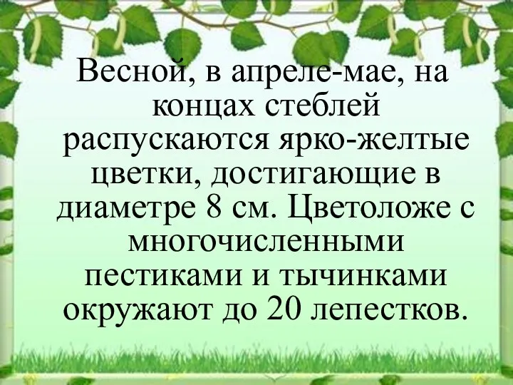 Весной, в апреле-мае, на концах стеблей распускаются ярко-желтые цветки, достигающие