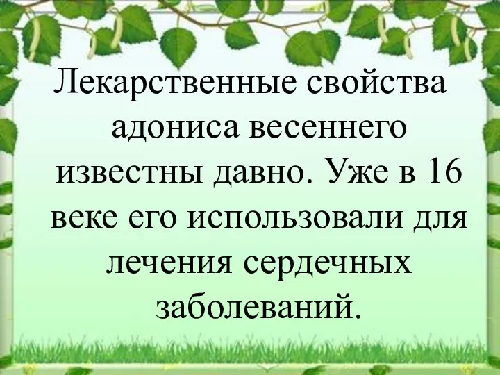 Лекарственные свойства адониса весеннего известны давно. Уже в 16 веке его использовали для лечения сердечных заболеваний.