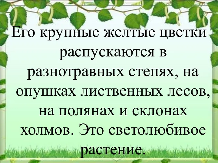 Его крупные желтые цветки распускаются в разнотравных степях, на опушках