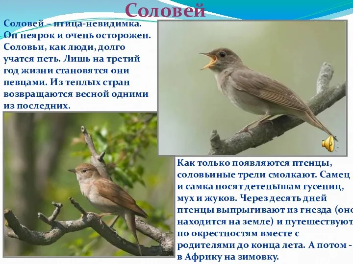 Соловей Соловей – птица-невидимка. Он неярок и очень осторожен. Соловьи,